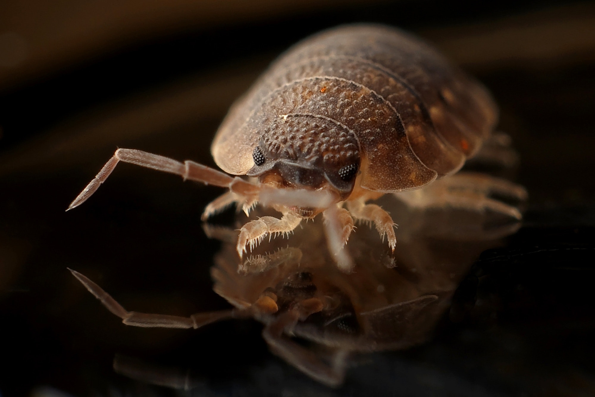 How to survive the invasion of LES BEDBUGS Vacuum your plug sockets, put  your clothes in the freezer but do NOT burn your mattress or use a spray